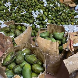 Xoài hạt lép siêu ngon