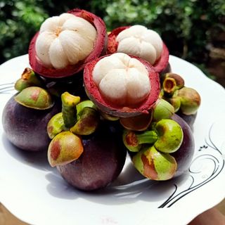 Măn cụt Đồng Nai