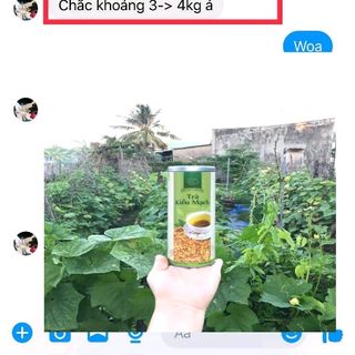 trà kiều mạch