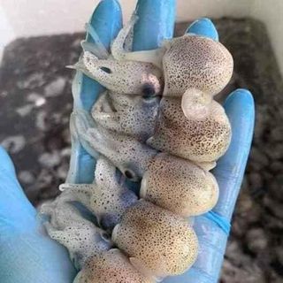 Mực túi trứng (mực cóc)