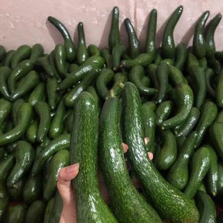 Bơ 034 size to 2-3 trái/kg - Đặc Sản Lâm Đồng