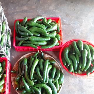 Bơ 034 size to 2-3 trái/kg - Đặc Sản Lâm Đồng