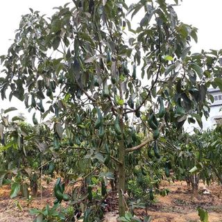 Combo 5kg Bơ 034 size vừa 3-4 trái/kg