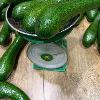 Combo 5kg Bơ 034 size vừa 3-4 trái/kg
