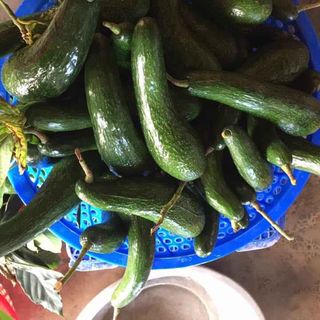 Combo 5kg Bơ 034 size vừa 3-4 trái/kg
