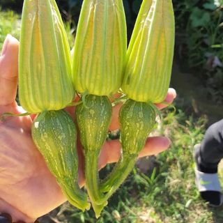Bí nụ
