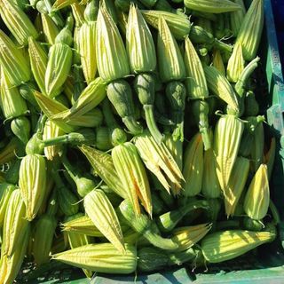Bí nụ