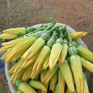 Bí nụ