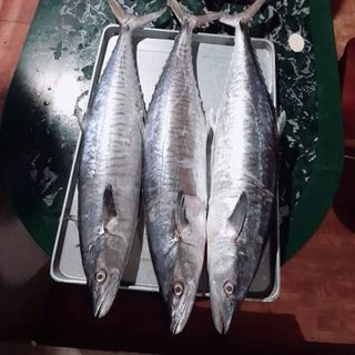 Cá thu Hậu Lộc nguyên con