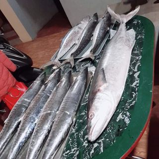 Cá thu Hậu Lộc nguyên con