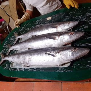 Cá thu Hậu Lộc nguyên con