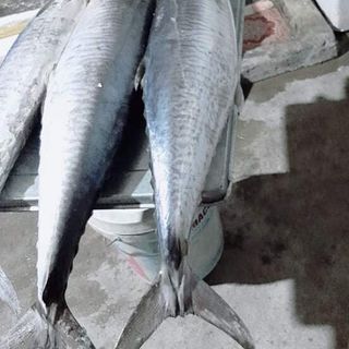 Cá thu Hậu Lộc nguyên con