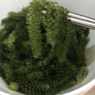 Rong Nho Biển Tách Nước