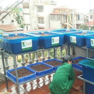 Thùng nhựa chữ nhật trồng rau 100 lít giá rẻ giao toàn quốc