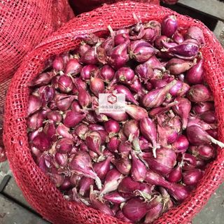 Hành Tím Sỉ