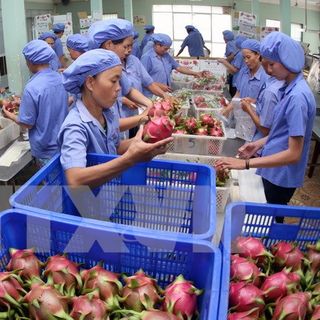 Rổ nhựa đựng hàng hóa các loại Ngọc
