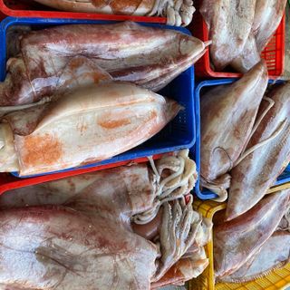 MỰC KHỔNG LỒ, MỰC LÁ ĐẠI DƯƠNG