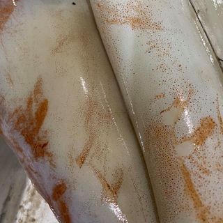 MỰC KHỔNG LỒ, MỰC LÁ ĐẠI DƯƠNG