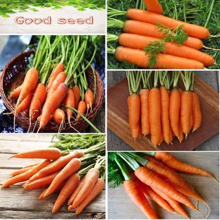 Hạt giống cà rốt nhật bản