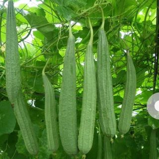 Hạt giống mướp khía thái lan cao sản gói 15h