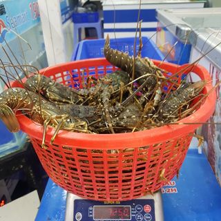 Tôm Hùm Sống Cam Ranh Siêu Khỏe