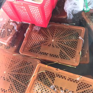 Tôm Hùm Sống Cam Ranh Siêu Khỏe