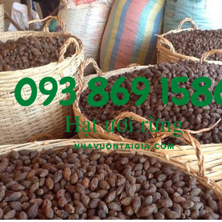 Hạt Ươi rừng -Hạt ươi bay Hạt đươi ươi