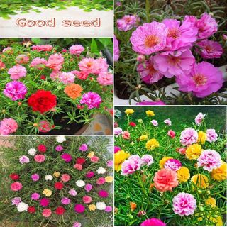 Hạt giống hoa mười giờ mỹ kép