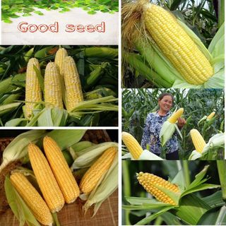 Hạt giống ngô ngọt siêu ngọt mỹ