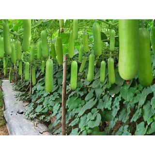 Hạt giống bầu sao lai quả ngắn gói 20h