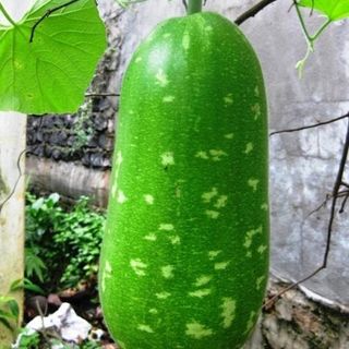 Hạt giống bầu sao lai quả ngắn gói 20h