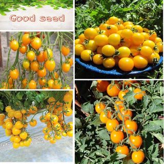 Hạt giống cà chua bi vàng siêu ngọt