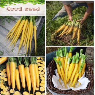 Hạt giống cà rốt vàng nhật bản giá sỉ