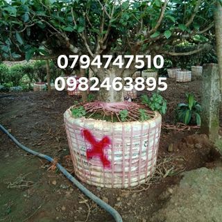 Bán Cây trà xanh - gốc trà xanh cổ thụ trồng trên đất Lâm Đồng