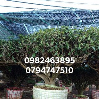 Bán Cây trà xanh - gốc trà xanh cổ thụ trồng trên đất Lâm Đồng