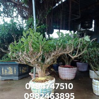 Bán Cây trà xanh - gốc trà xanh cổ thụ trồng trên đất Lâm Đồng