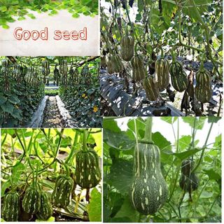 Hạt giống bí quả leo giàn