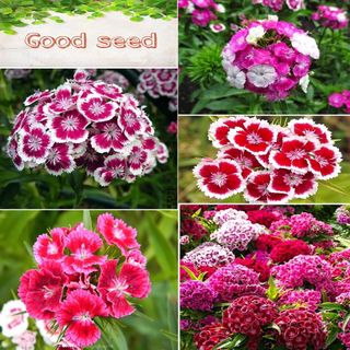 Hạt giống hoa cẩm chướng chùm nữ hoàng