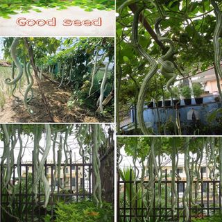Hạt giống mướp rắn siêu dài nhật bản