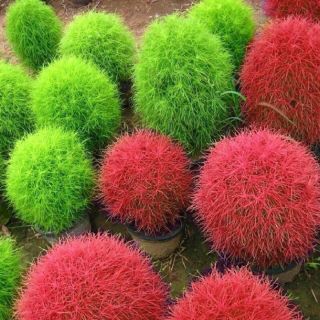 Hạt giống cỏ đổi màu kochia gói 100h