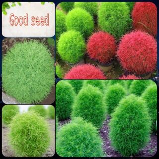 Hạt giống cỏ đổi màu kochia gói 100h