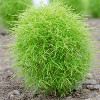 Hạt giống cỏ đổi màu kochia gói 100h