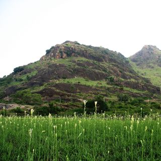 Củ giống Hoa Huệ Hương Trắng