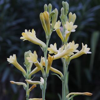 Củ giống Hoa Huệ Hương Trắng