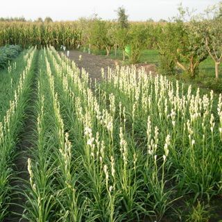 Củ giống Hoa Huệ Hương Trắng