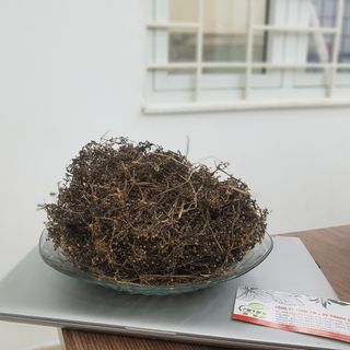 Bạch Hoa Xà Thiệt Thảo