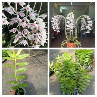 Lan 5 cánh trắng họng hồng