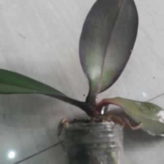 Hoa Lan Hồ Điệp