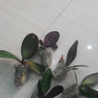 Hoa Lan Hồ Điệp