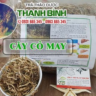 Cây Cỏ May giá sỉ